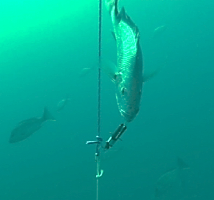 Releasing Deep-Water Fish