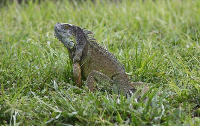 Florida Invasive Reptile Rules - Florida Boating and Watersports