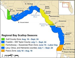 Florida Bay Scallop Season Opens