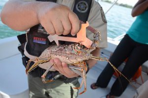 Florida Recreational Spiny Lobster Season