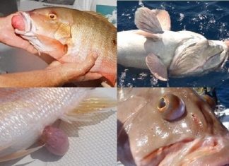 Releasing Deep-Water Fish Releasing Deep-Water Fish