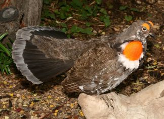 November 2020 Arizona Hunting Calendar November 2020 Arizona Hunting Calendar