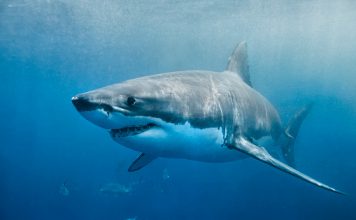 Shark Interactions Shark Interactions