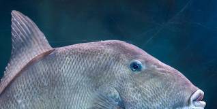 Recreational Harvest Of Gray Triggerfish Closes In Gulf State Waters June 1 Recreational harvest of Gulf gray triggerfish opens Aug. 1