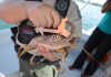 Florida Recreational Spiny Lobster Season! Florida Recreational Spiny Lobster Season
