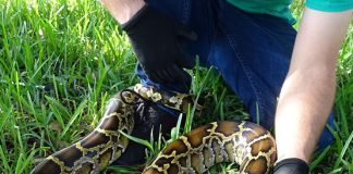 Governor Ron DeSantis Highlights Success of Everglades Python Removal Program Florida Python Challenge