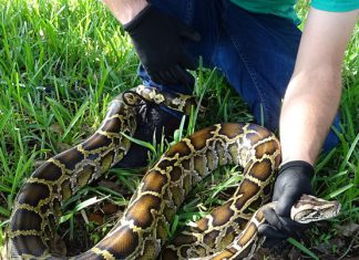 Governor Ron DeSantis Highlights Success of Everglades Python Removal Program Florida Python Challenge